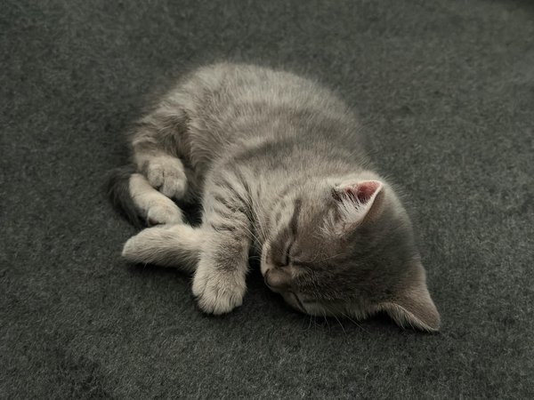 Les secrets pour un chien épanoui et heureux