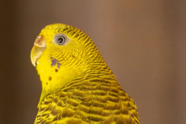 Choisir la garde de chien à domicile pour votre compagnon