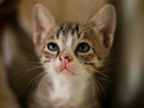 Garde de chien à domicile : la sérénité pour votre fidèle compagnon