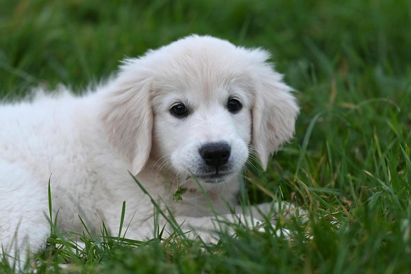 Les mythes et vérités sur les rongeurs