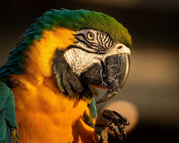 Balneadog : la boutique incontournable pour les friandises naturelles