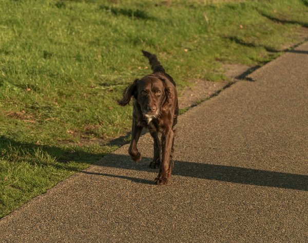 Découvrez les meilleures friandises naturelles chez balneadog